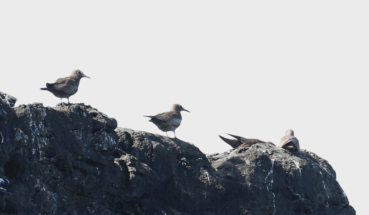 Brown Noddy - Mel Mitchell