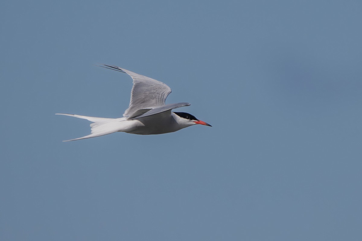 Common Tern - ML618144799