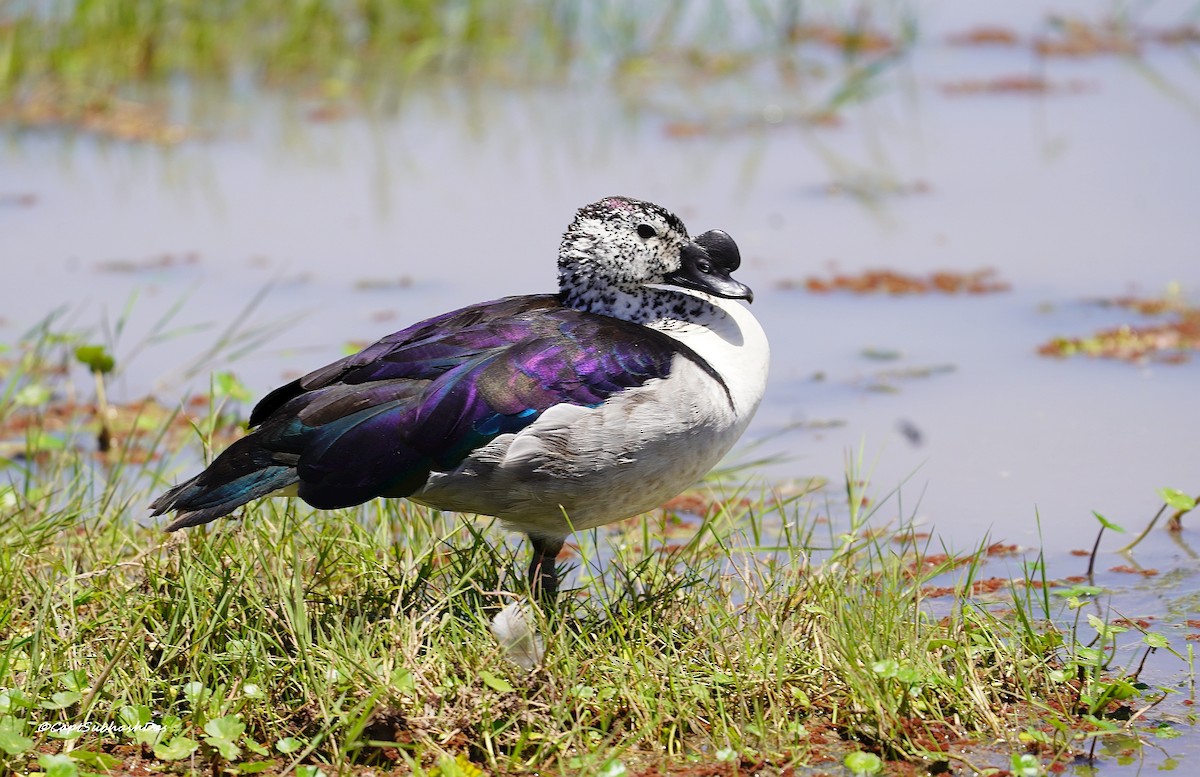 Knob-billed Duck - Captain SUBHASH DAS