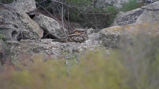 Red-necked Nightjar - ML618144815