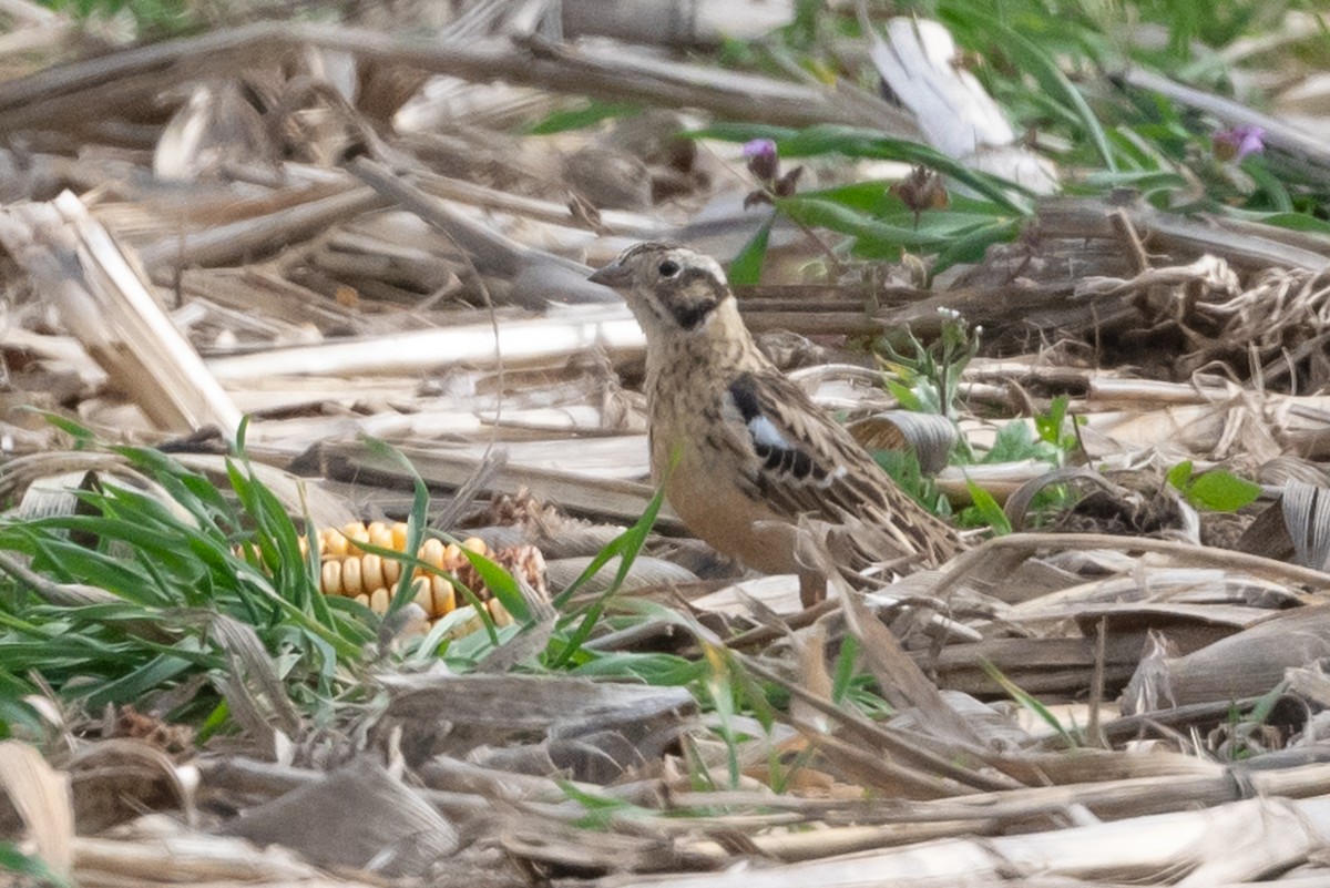 Smith's Longspur - ML618144822