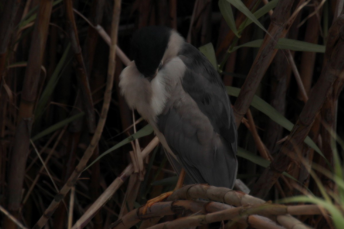 Black-crowned Night Heron - Juan Sebastian Barrero