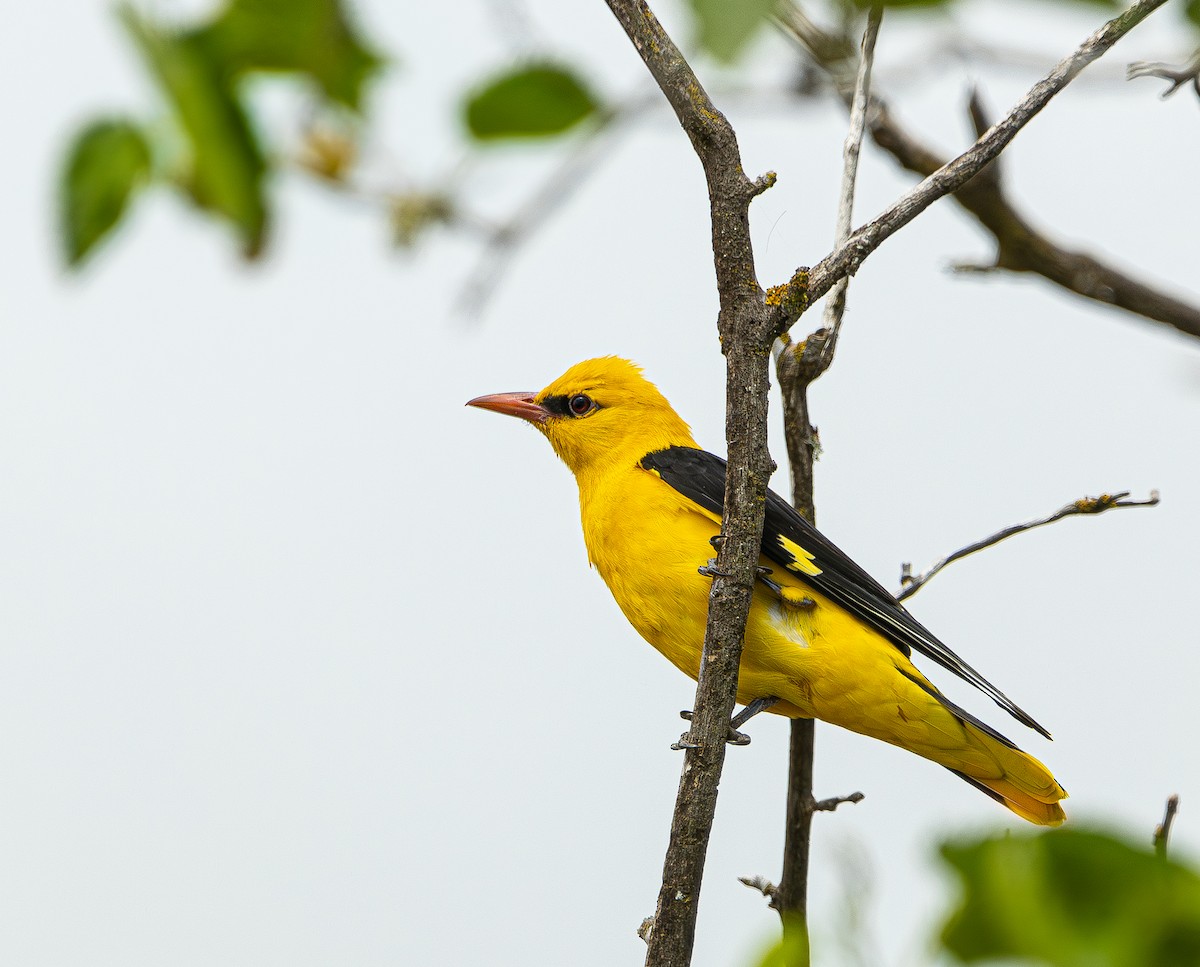 Eurasian Golden Oriole - shahar yogev