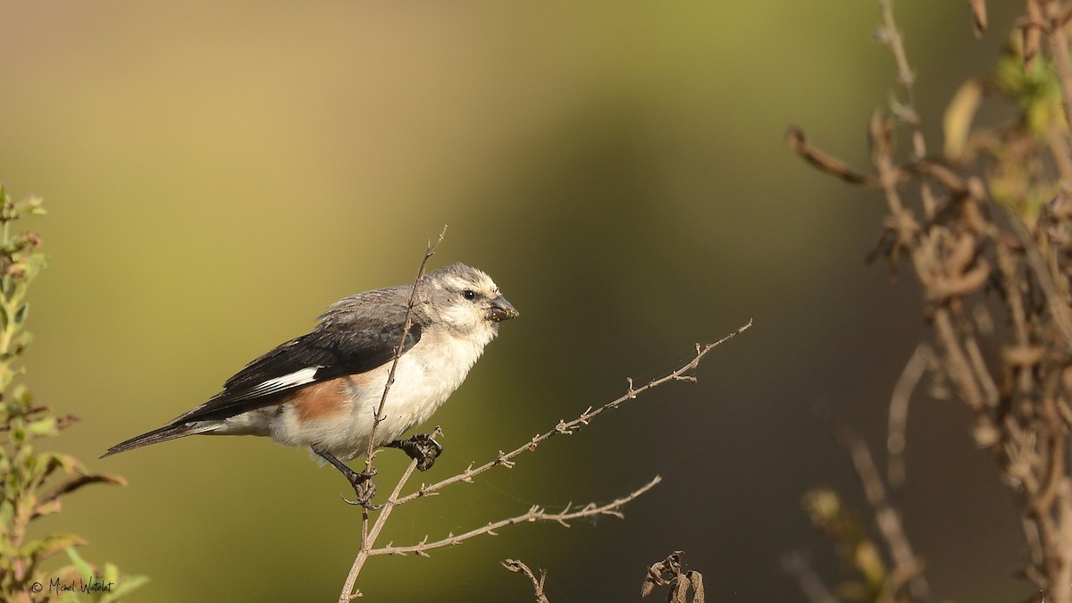 Warsangli Linnet - Michel Watelet