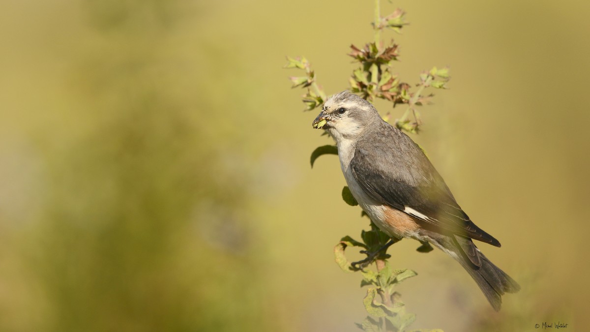 Warsangli Linnet - Michel Watelet