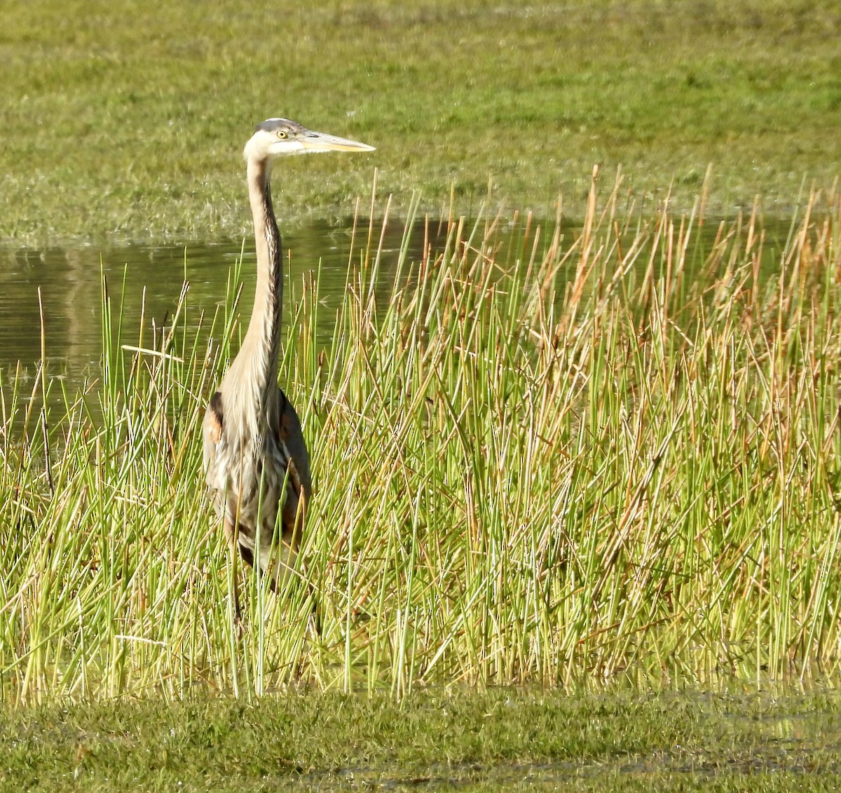 Great Blue Heron - Doris Brown