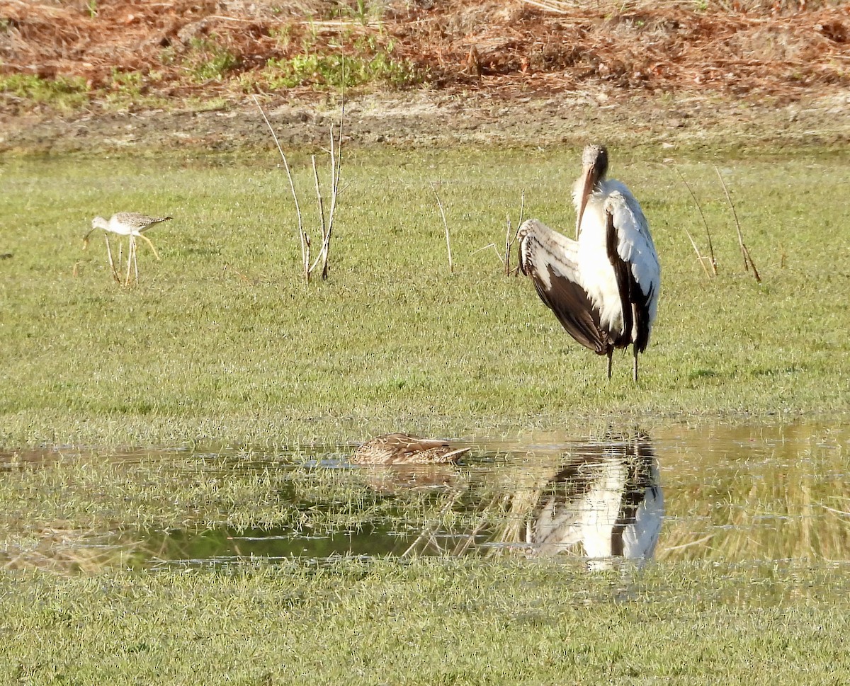 Wood Stork - Doris Brown