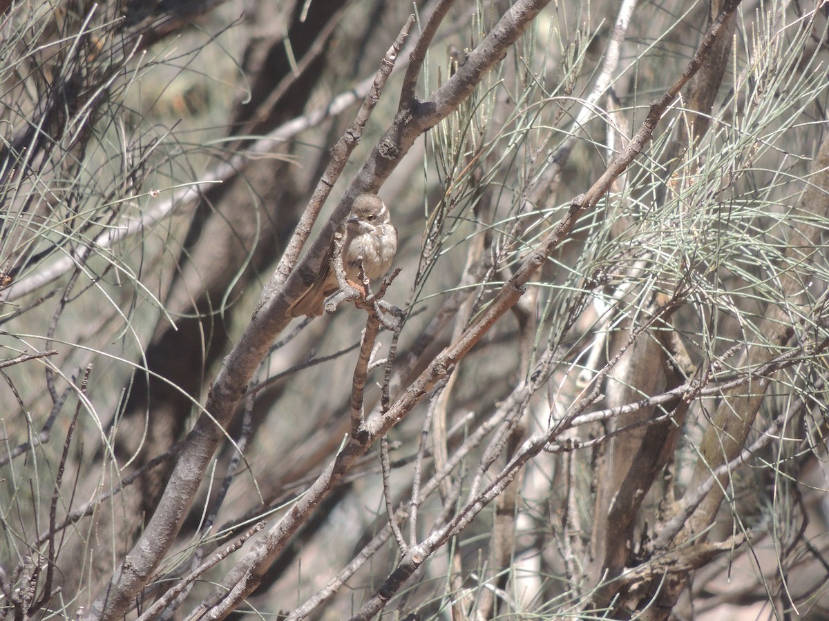 Brown-headed Honeyeater - George Vaughan