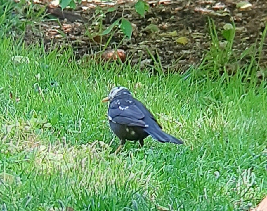 Eurasian Blackbird - Ángel Luis Neira