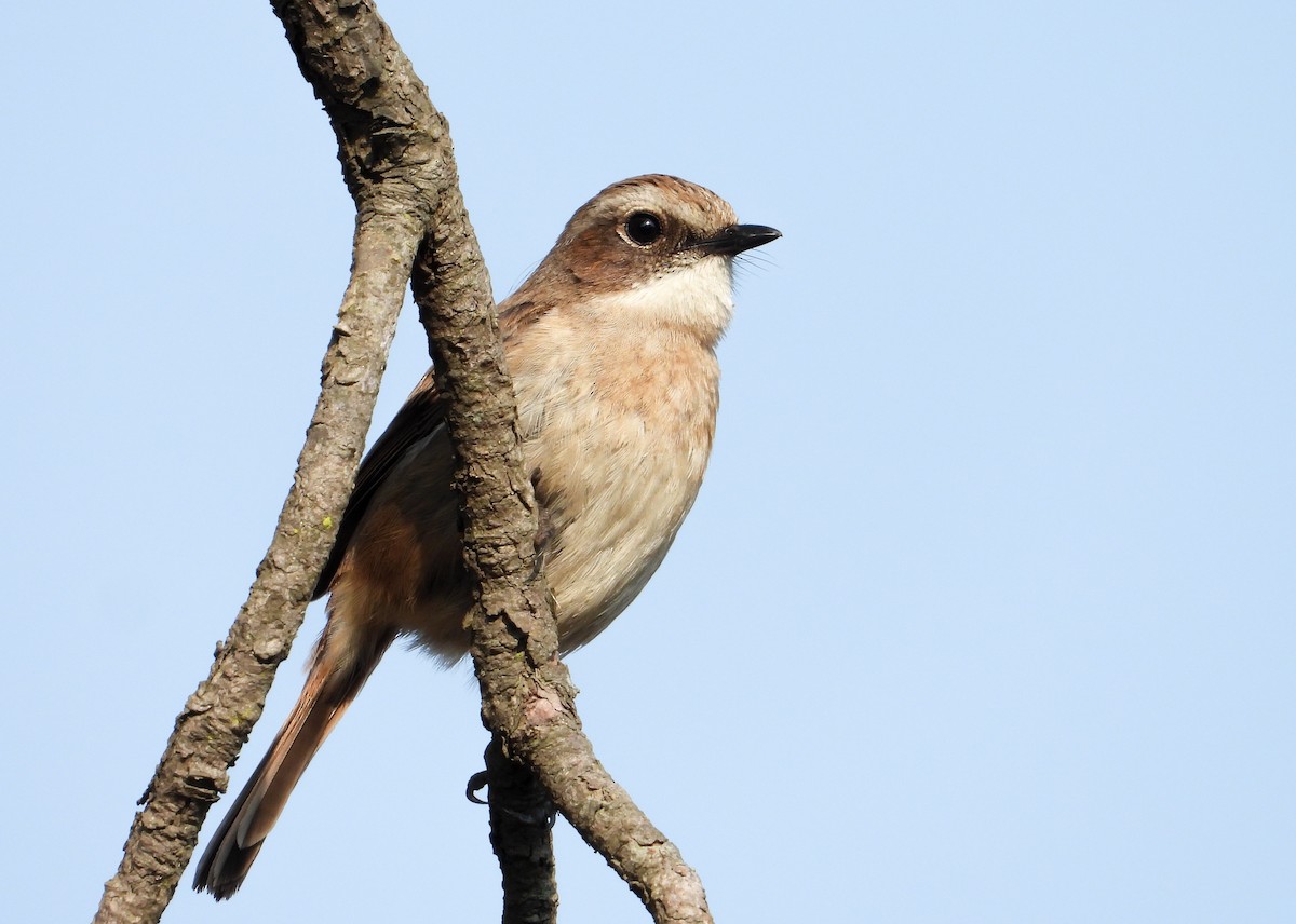 Gray Bushchat - tina shangloo