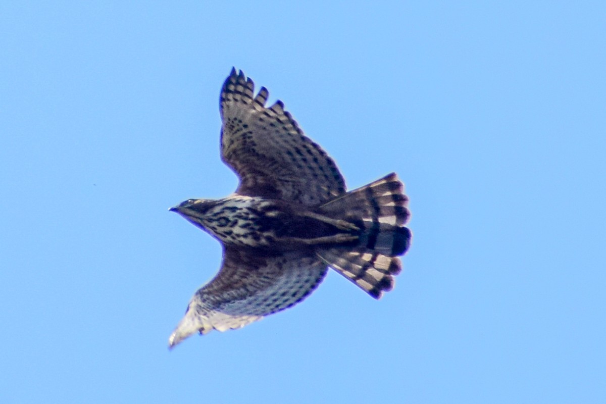 Changeable Hawk-Eagle - Dr Sudhir  Jain