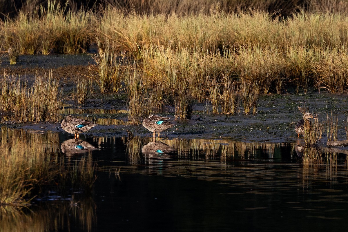 Mallard x Pacific Black Duck (hybrid) - Marcin Dyduch