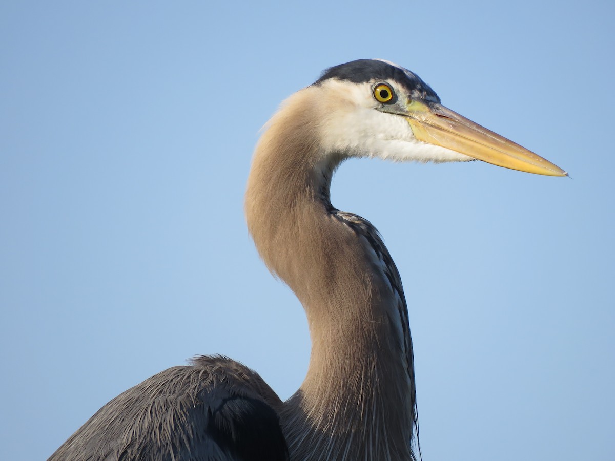 Great Blue Heron - ML618145026