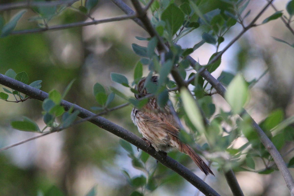 Song Sparrow - ML618145032