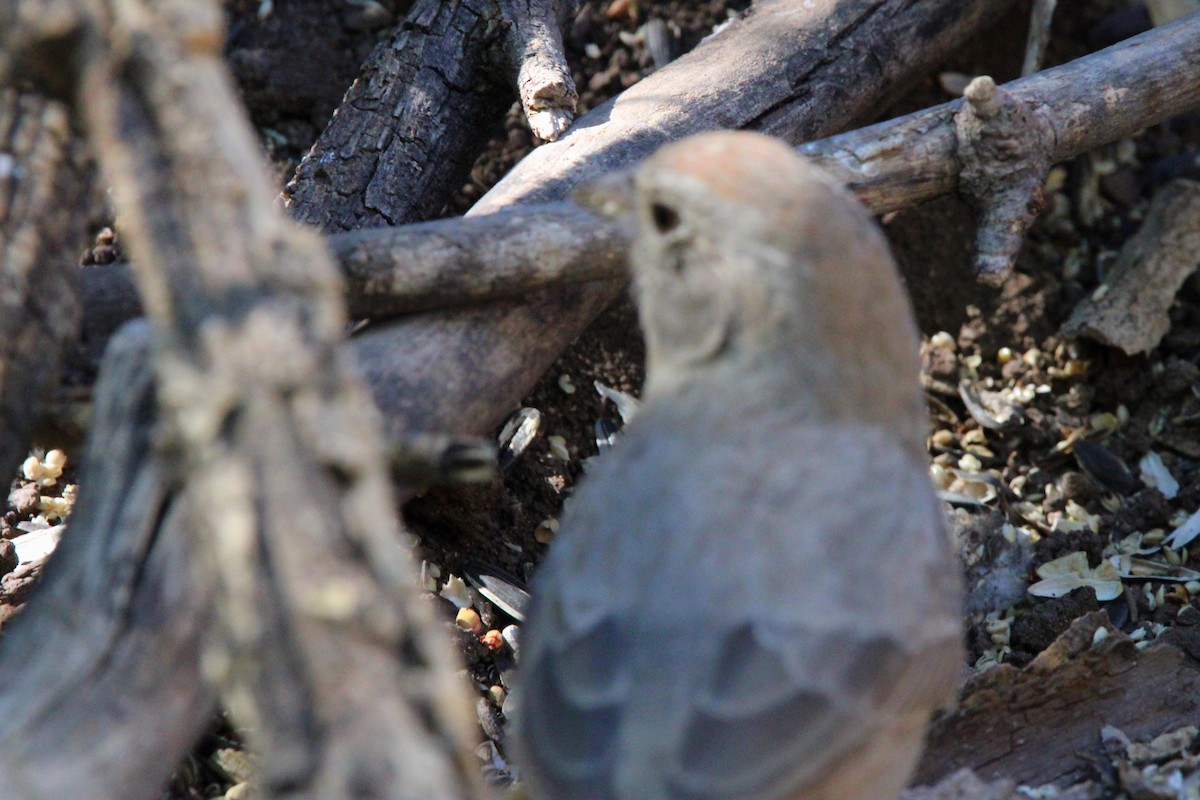 Canyon Towhee - Karen Blocher