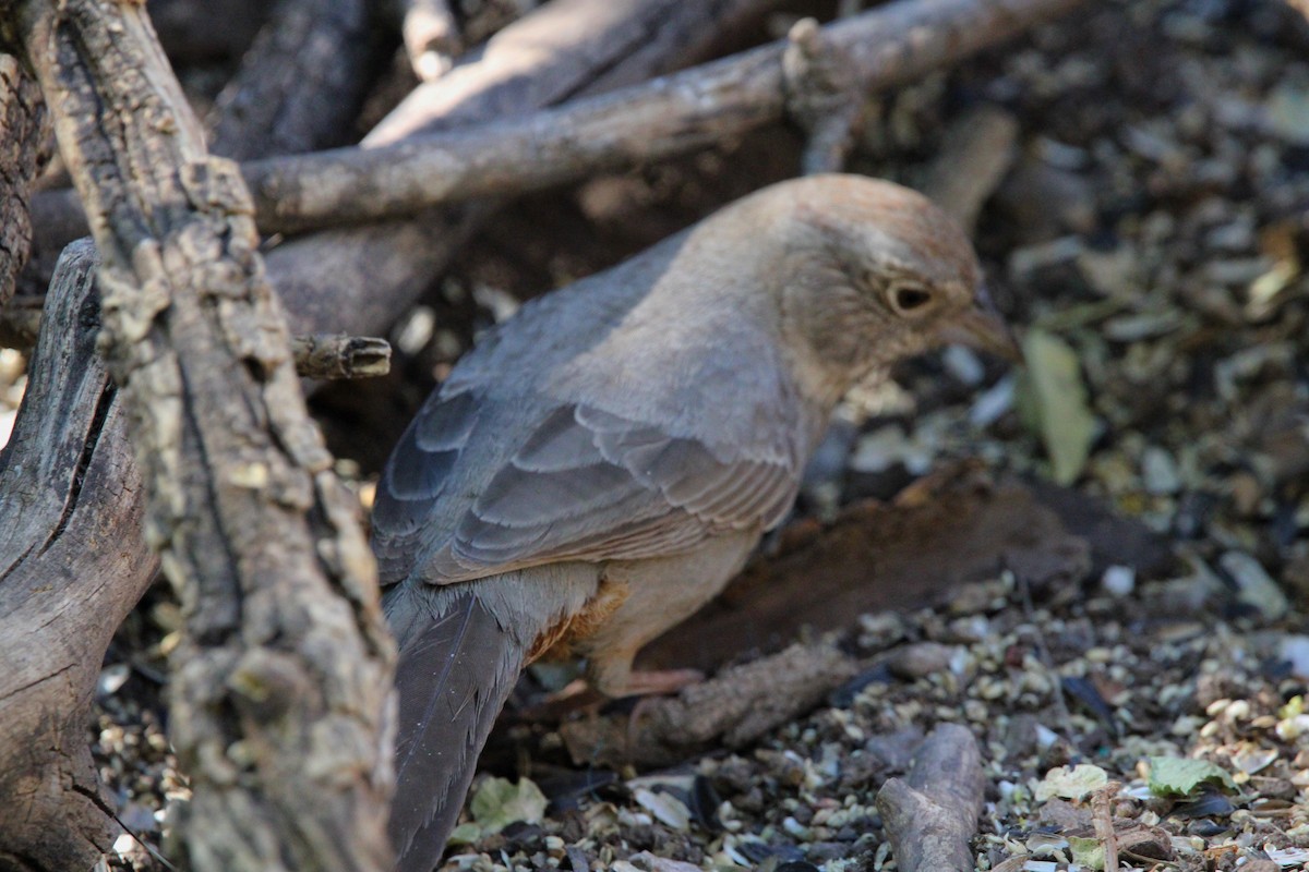 Canyon Towhee - Karen Blocher