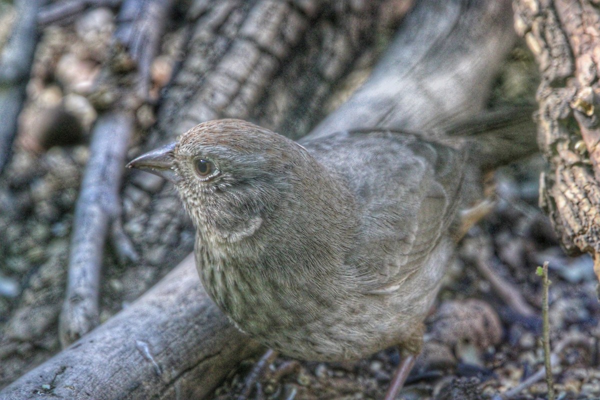 Canyon Towhee - Karen Blocher