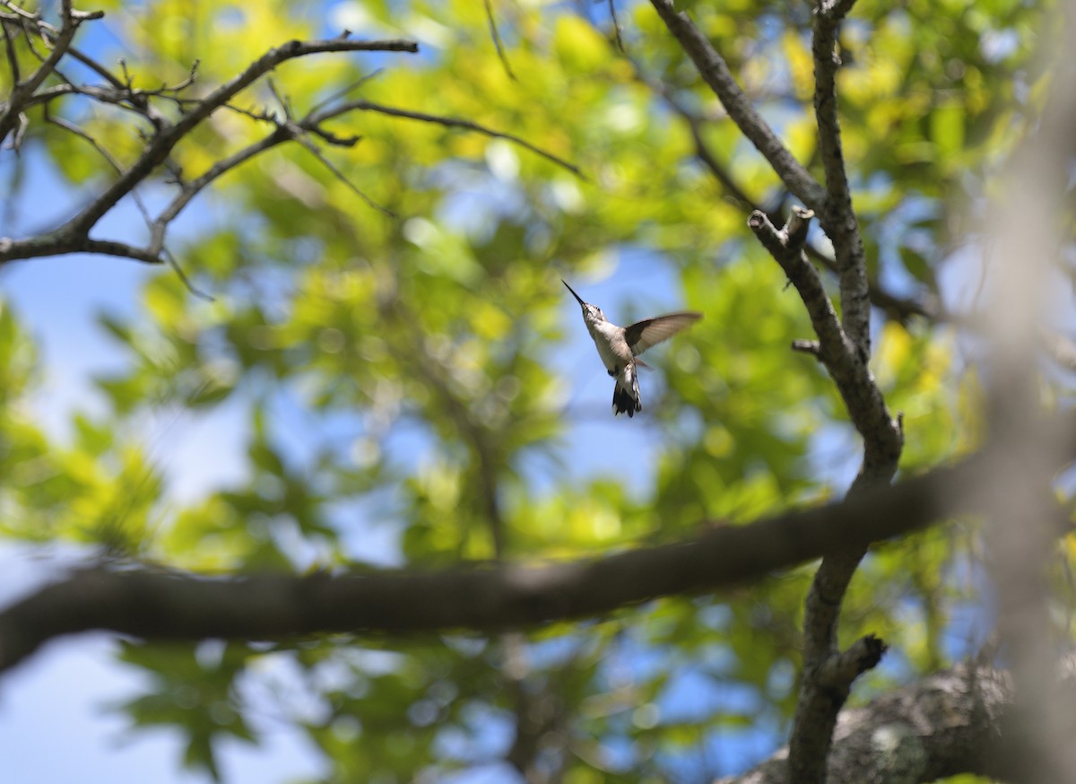 Yakut Boğazlı Kolibri - ML618145054
