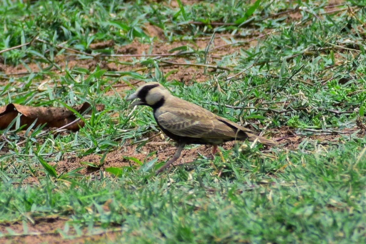 Ashy-crowned Sparrow-Lark - Dr Sudhir  Jain