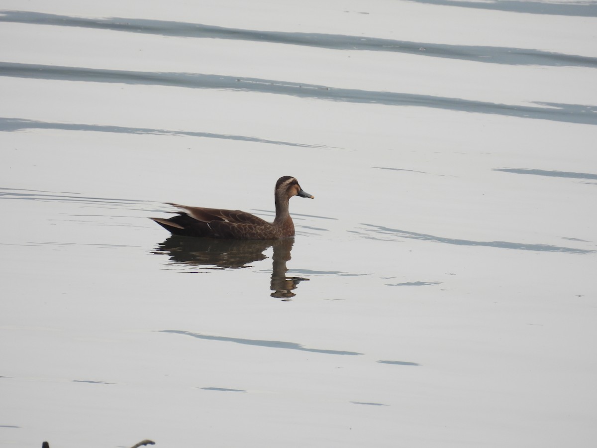 Eastern Spot-billed Duck - 虹樺 陳