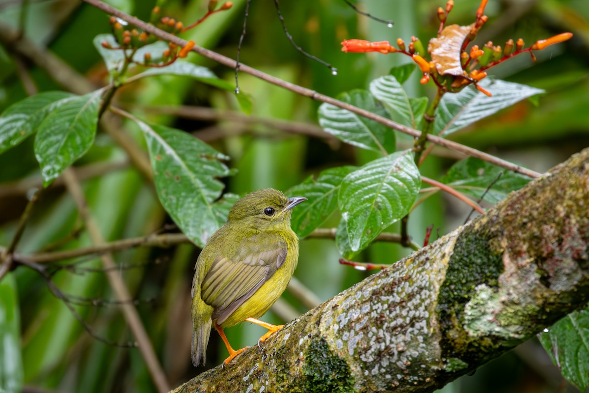 White-collared Manakin - Michael Warner