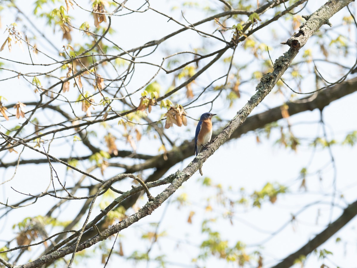 Eastern Bluebird - Lynn Chapman