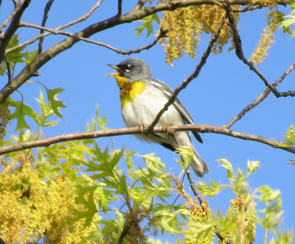 Northern Parula - Anonymous