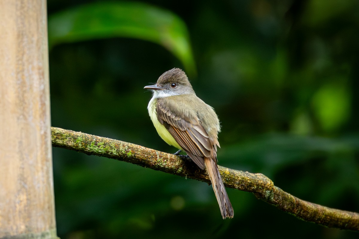 Dusky-capped Flycatcher - Michael Warner