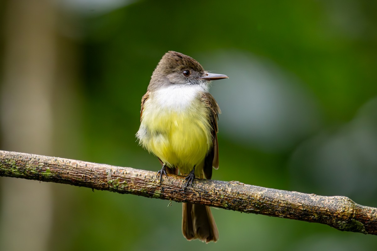 Dusky-capped Flycatcher - Michael Warner