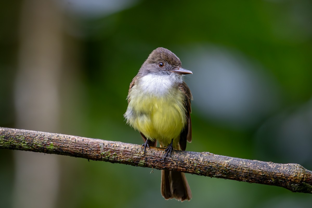 Dusky-capped Flycatcher - Michael Warner