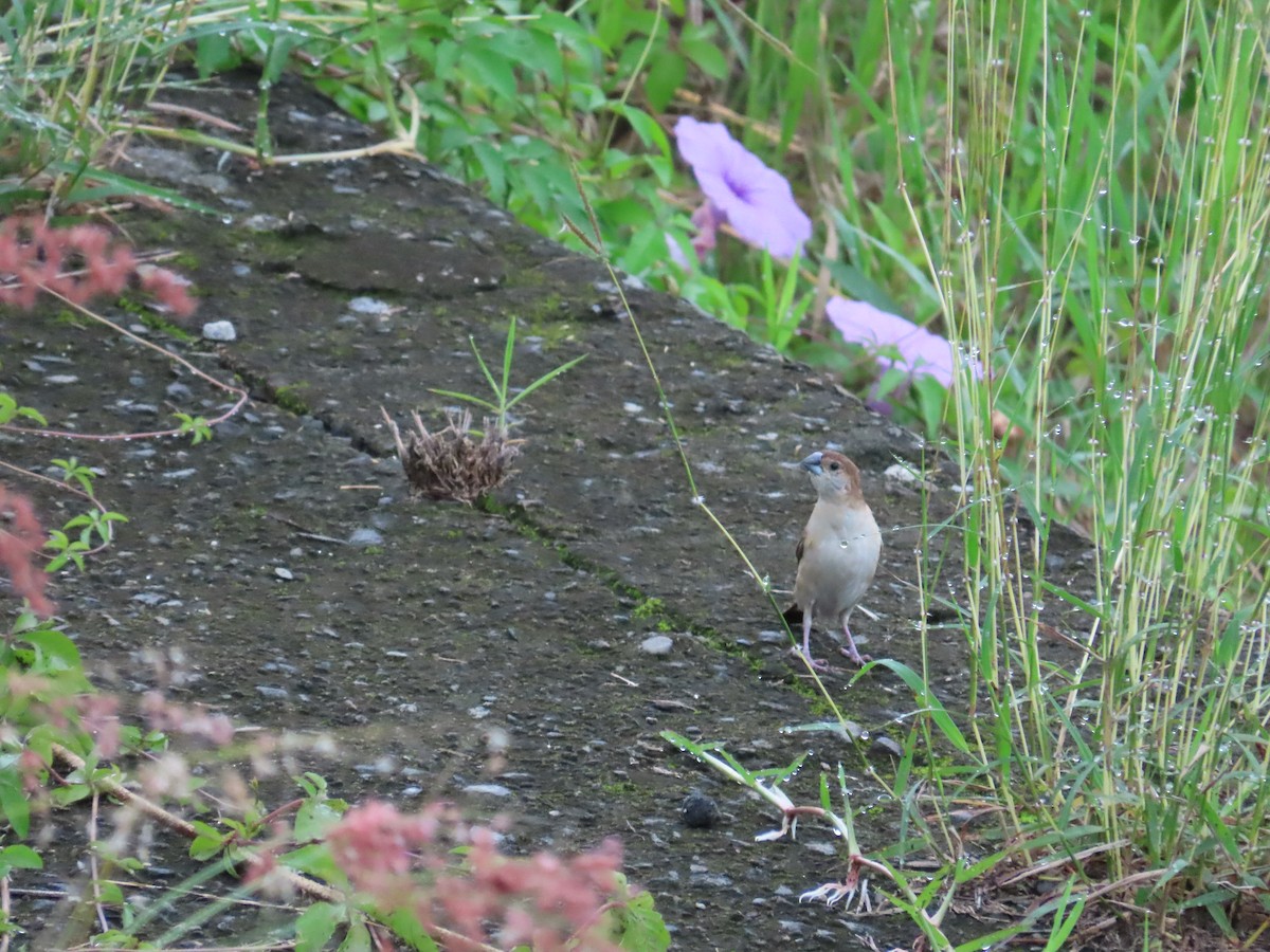 Indian Silverbill - 韋勳 陳