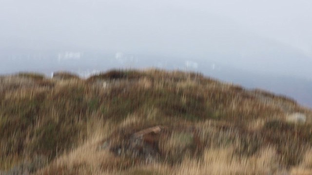 Short-eared Owl - ML618145102