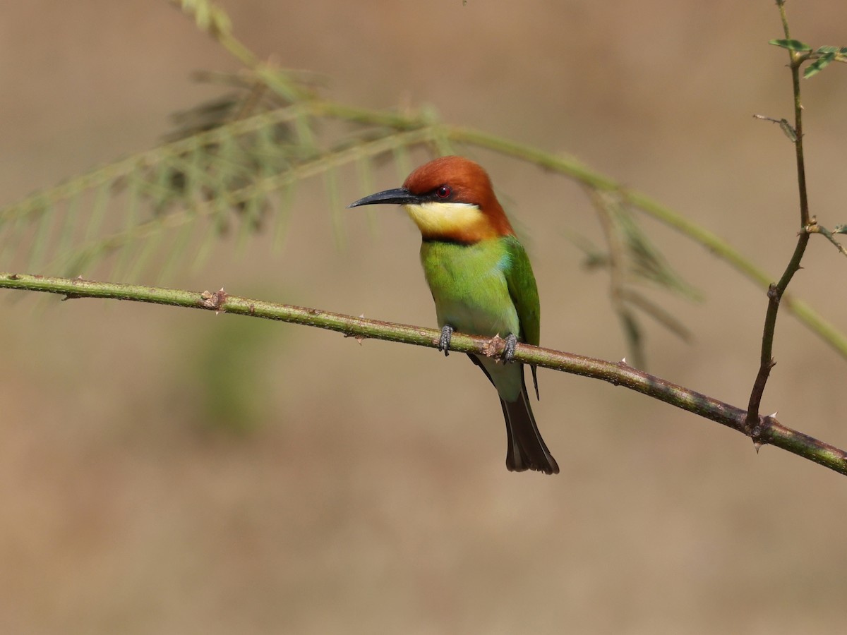 Chestnut-headed Bee-eater - John Sandve