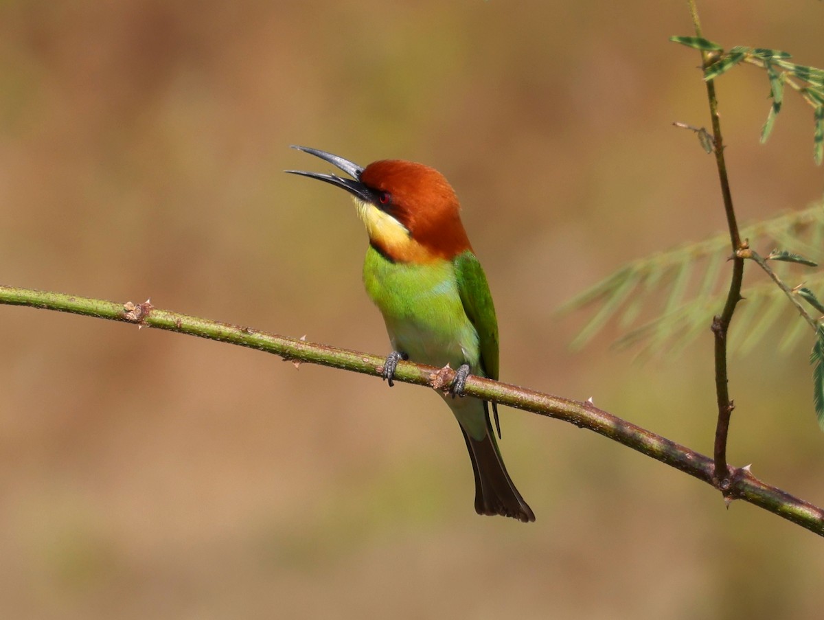 Chestnut-headed Bee-eater - ML618145114