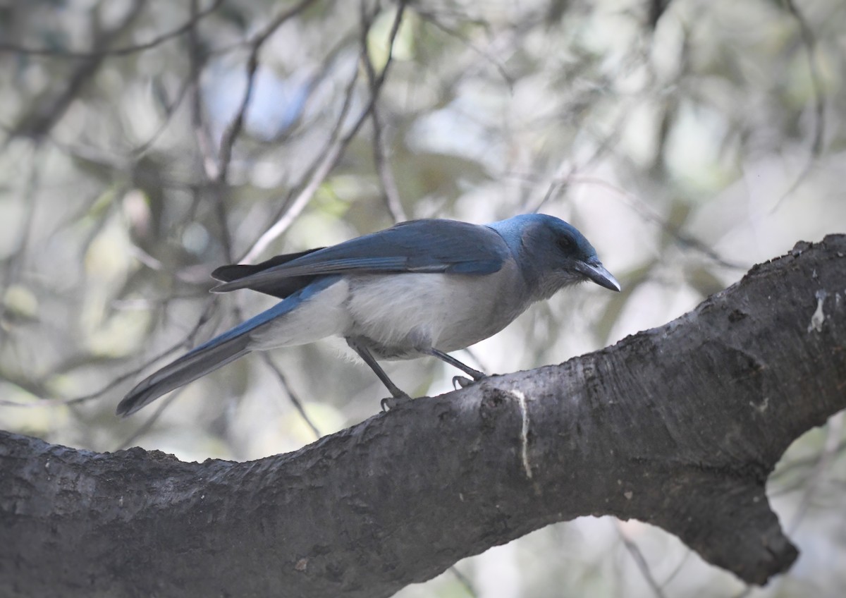 Mexican Jay (Arizona) - Jake Vinsel