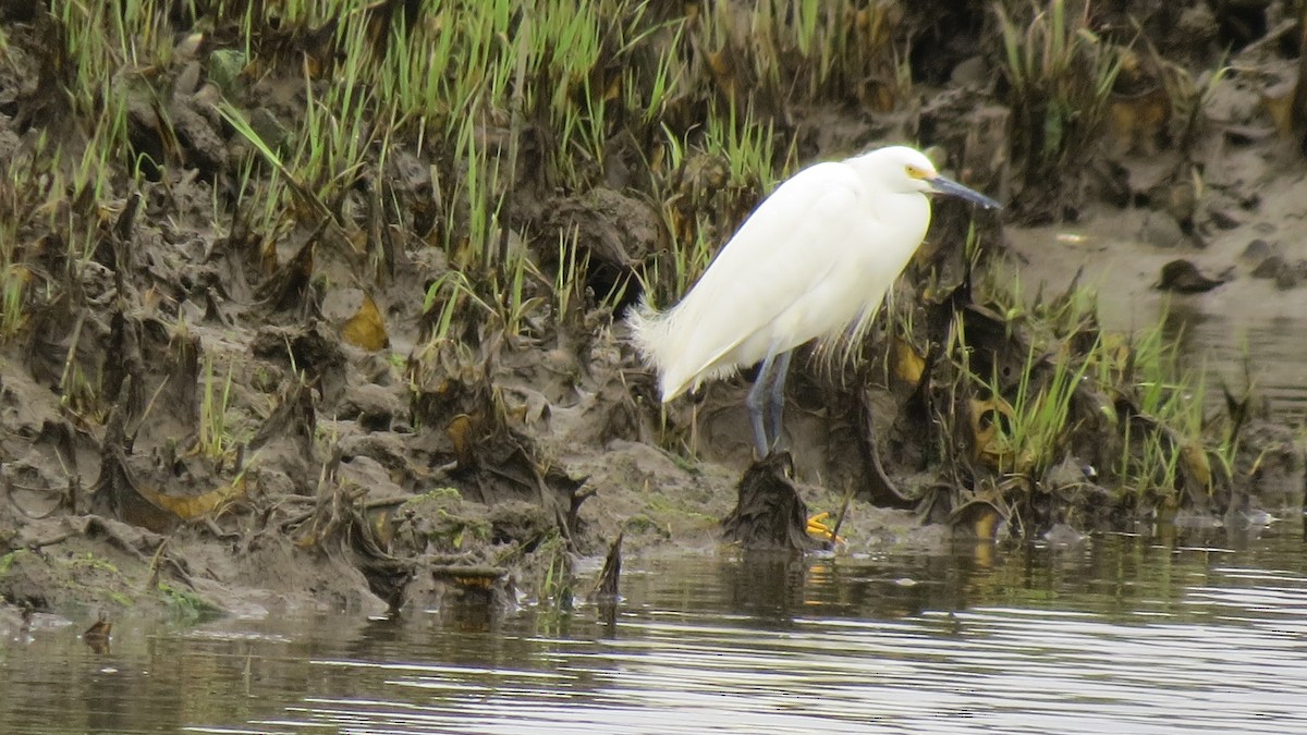 Snowy Egret - Janet Weisner