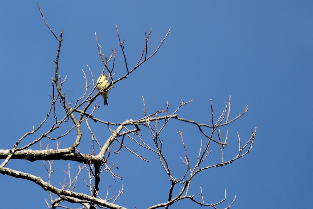 American Goldfinch - JoAnn Dalley