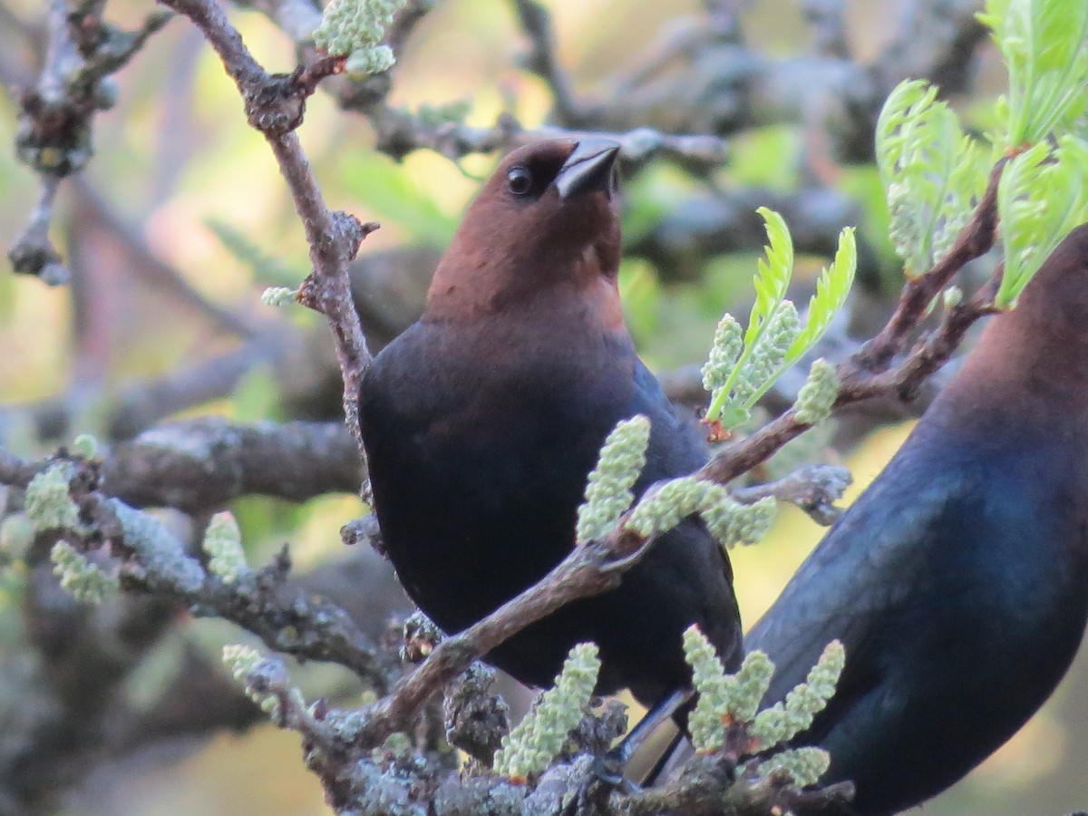 Brown-headed Cowbird - ML618145162