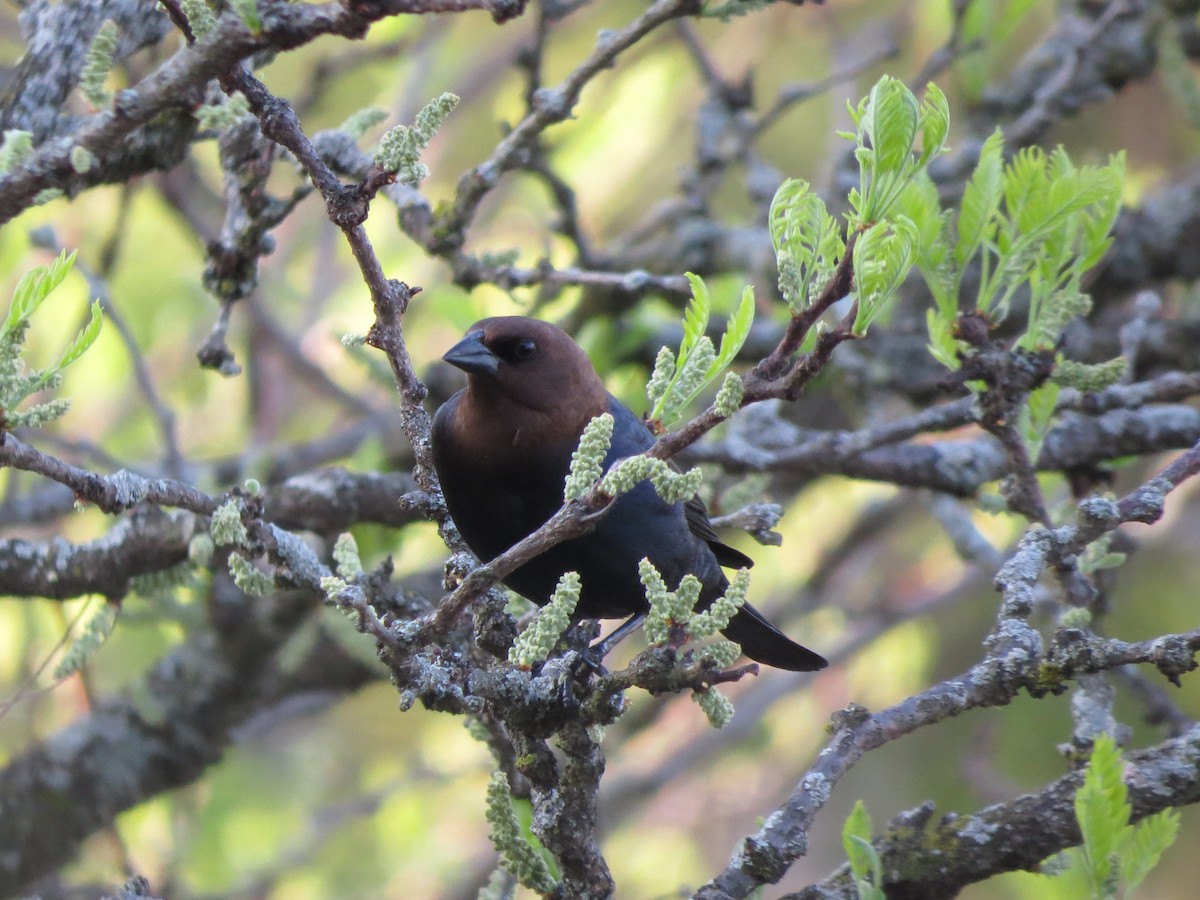 Brown-headed Cowbird - Angela Cobas