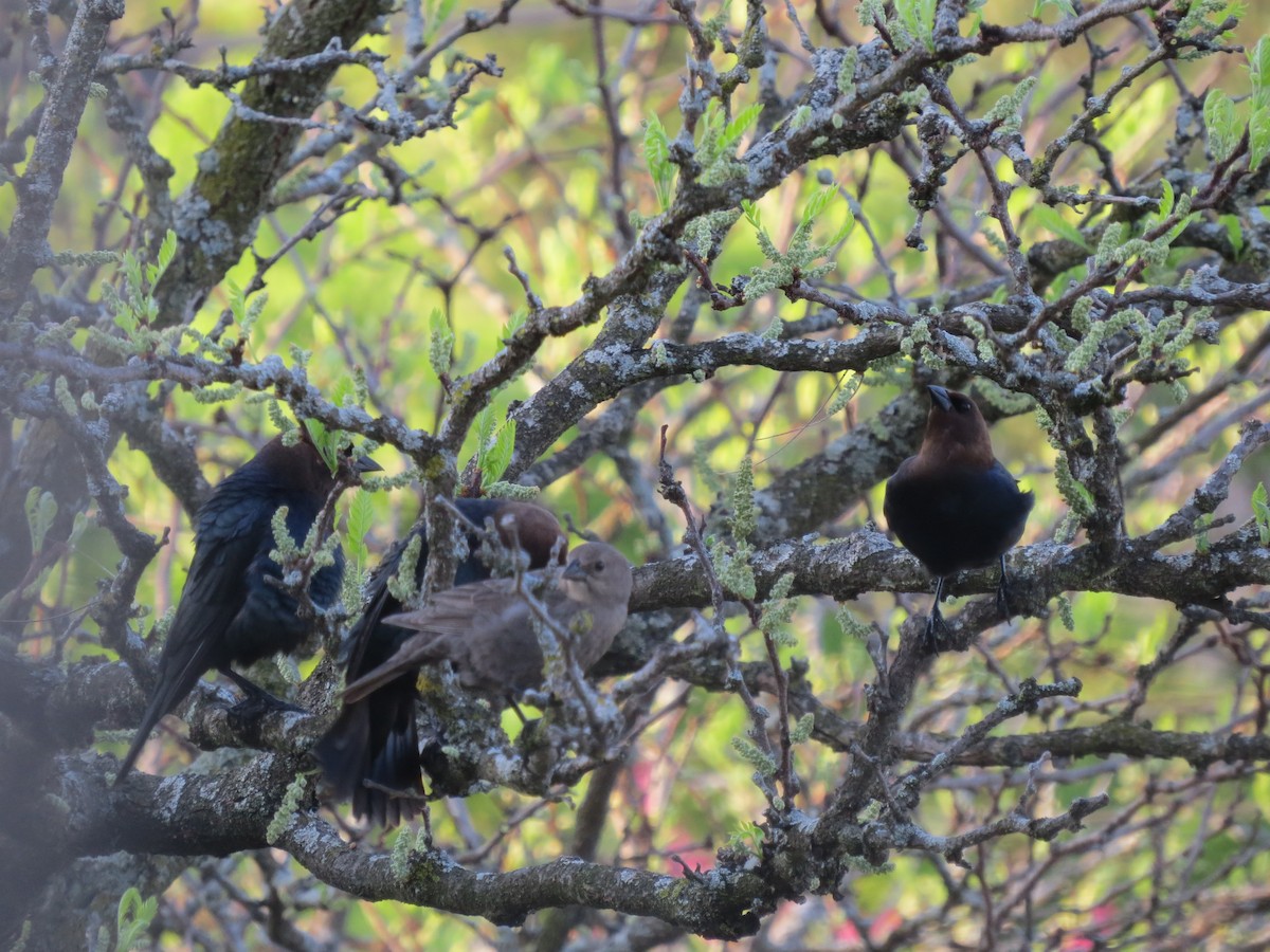 Brown-headed Cowbird - ML618145164