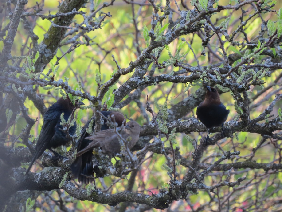 Brown-headed Cowbird - Angela Cobas