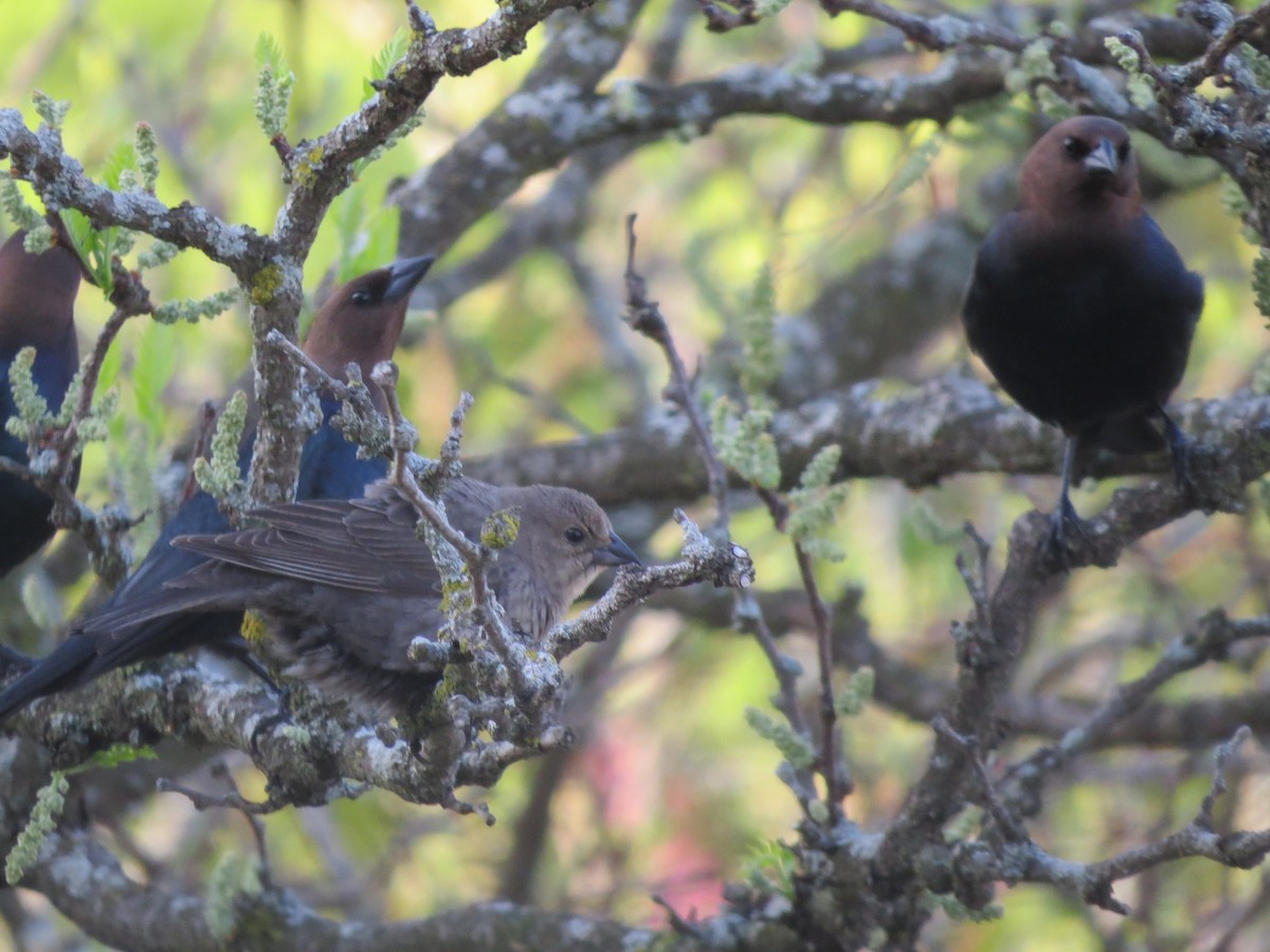 Brown-headed Cowbird - Angela Cobas