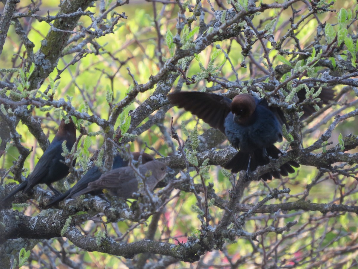 Brown-headed Cowbird - ML618145166