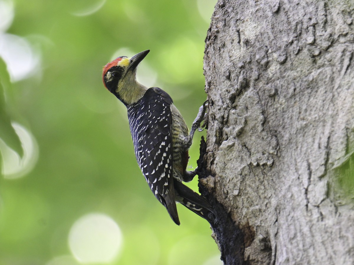 Black-cheeked Woodpecker - Carlos Echeverría