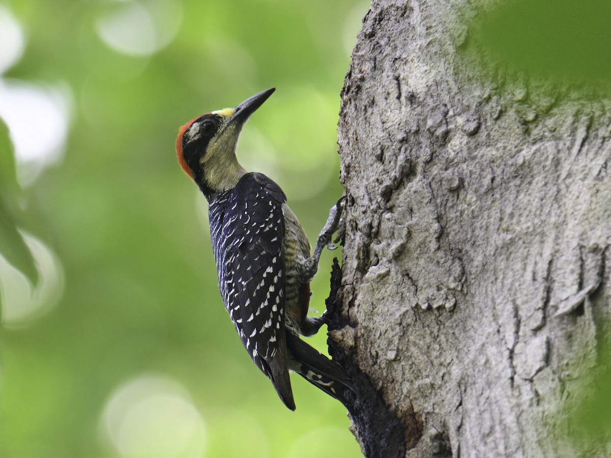 Black-cheeked Woodpecker - Carlos Echeverría