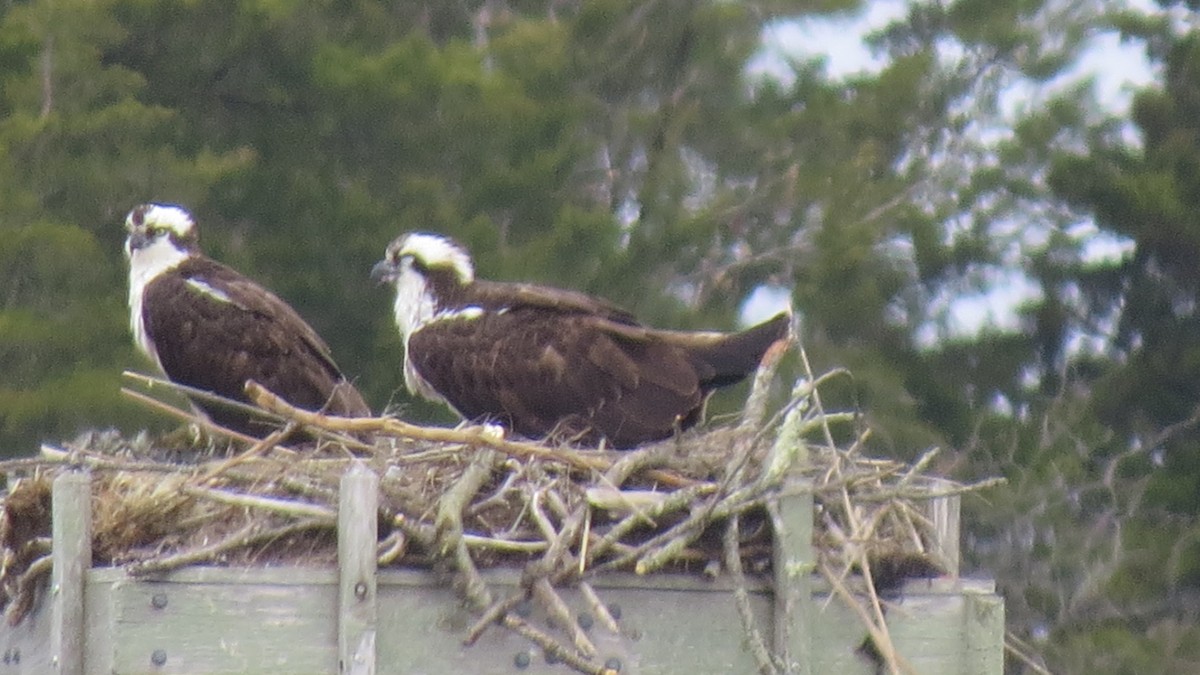 Osprey - Janet Weisner