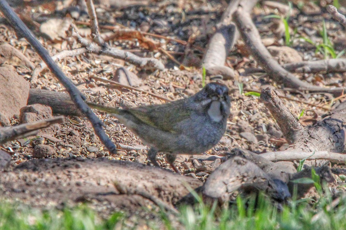 Green-tailed Towhee - Karen Blocher