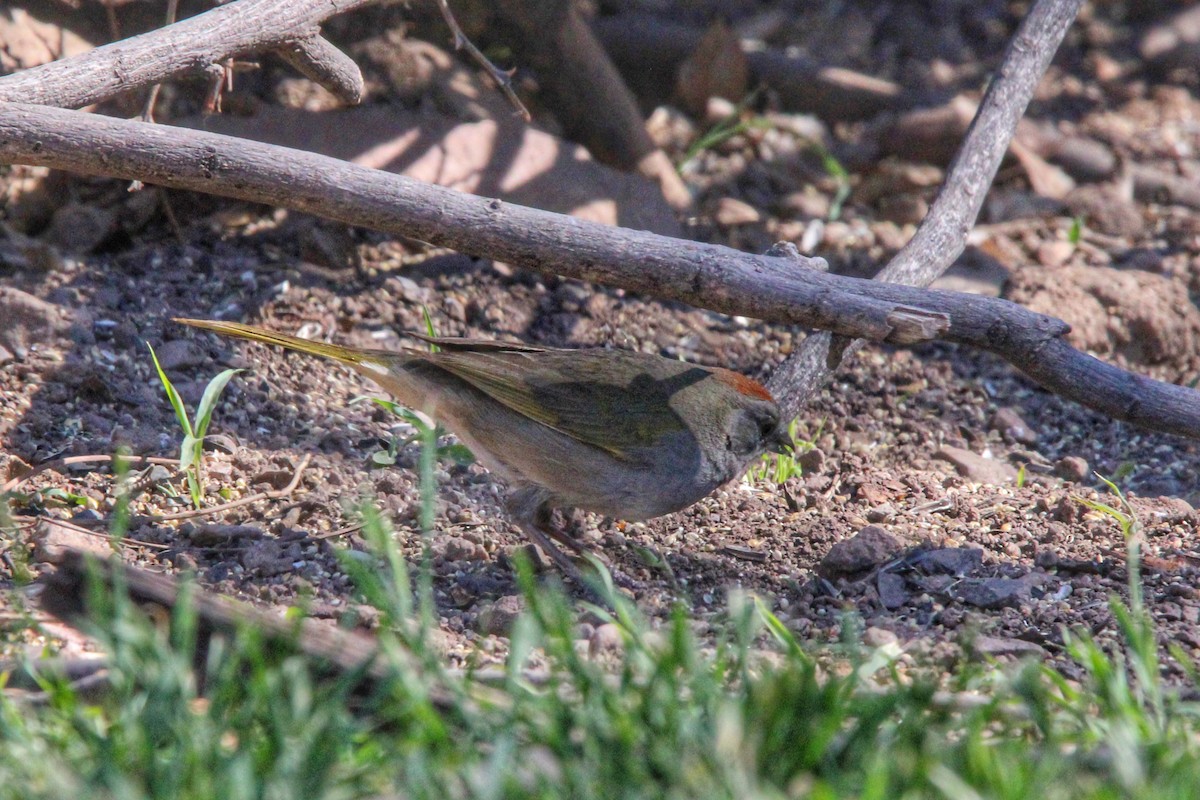 Green-tailed Towhee - Karen Blocher