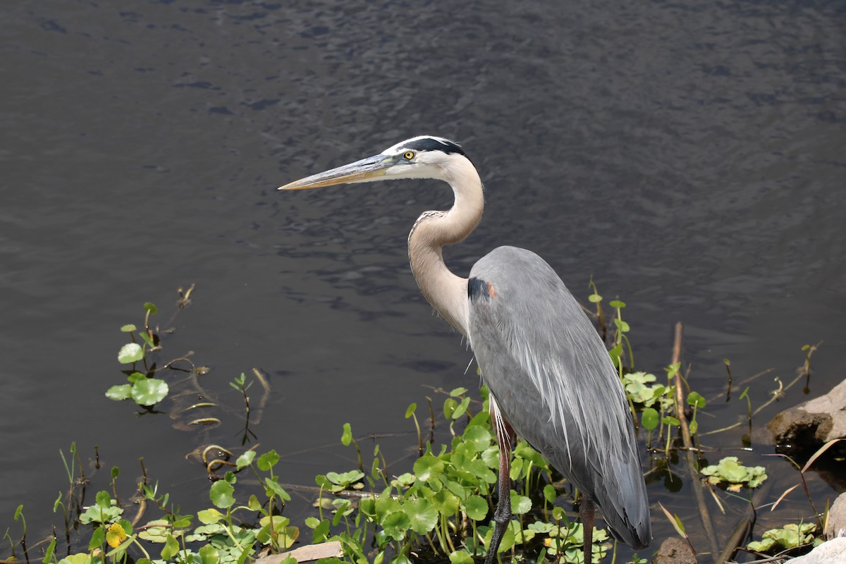 Great Blue Heron - ML618145181