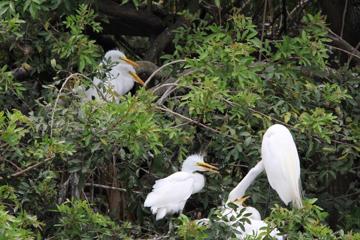 Great Egret - Fritz (Boch) Hoeflein